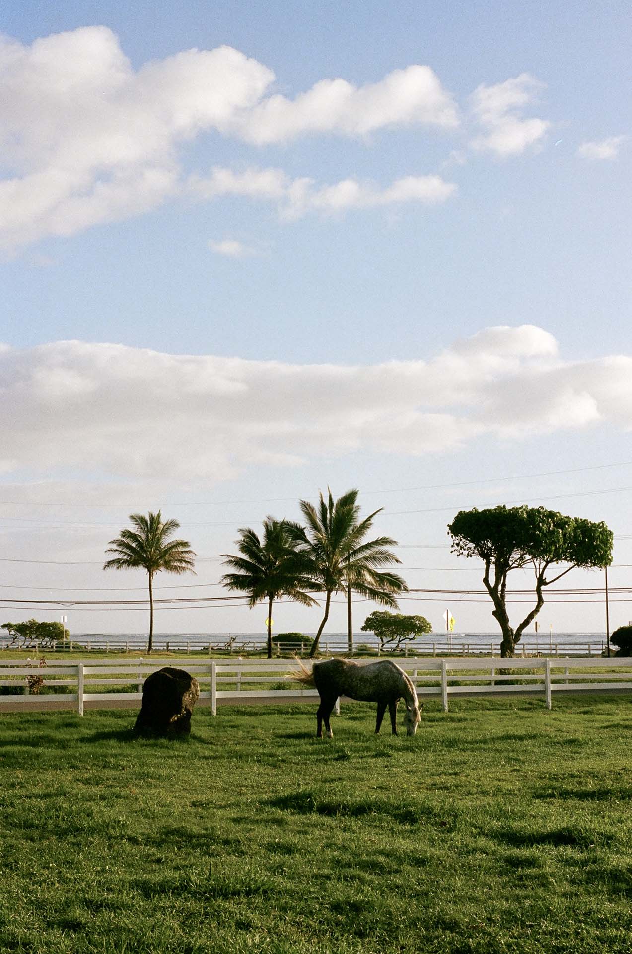 Hawaii Horses